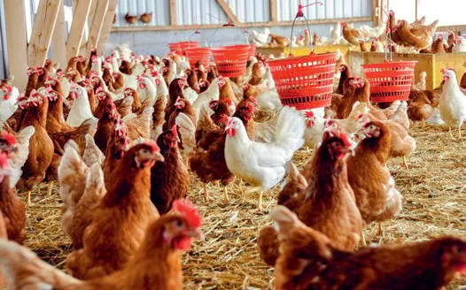 Agriculture Tropicale – Option Animale (ATA)